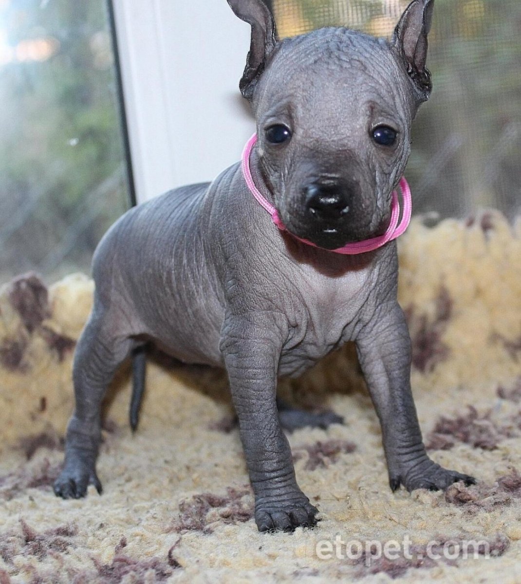 Китайская хохлатая сутулая