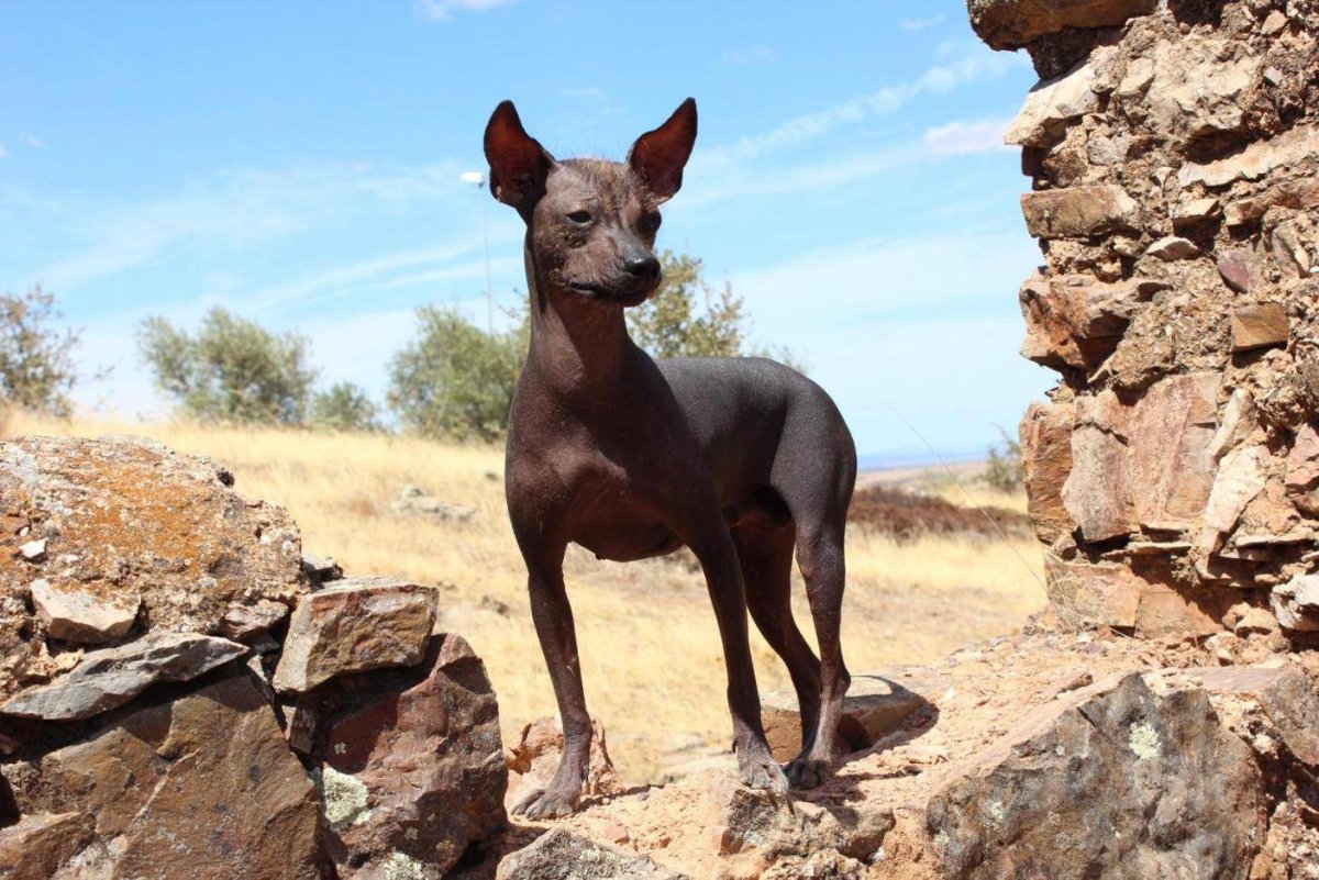 Китайская хохлатая ксоло