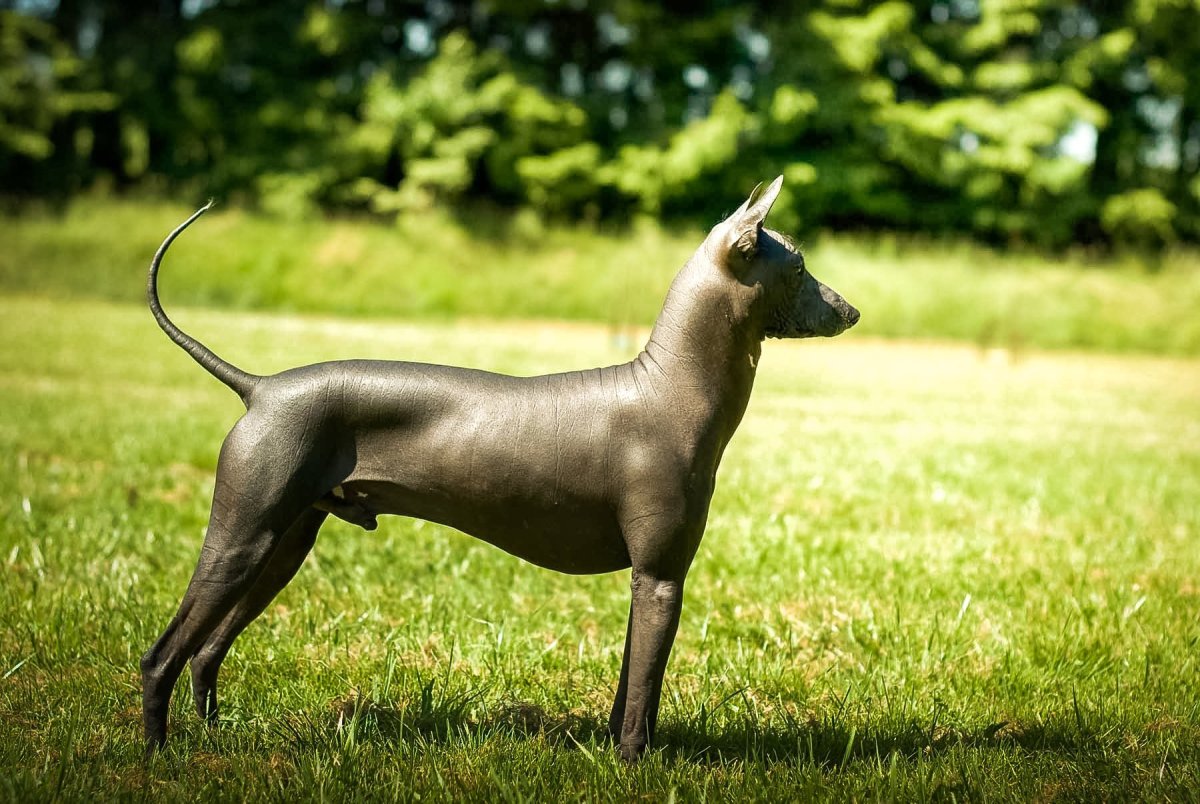 Самая страшная лысая собака