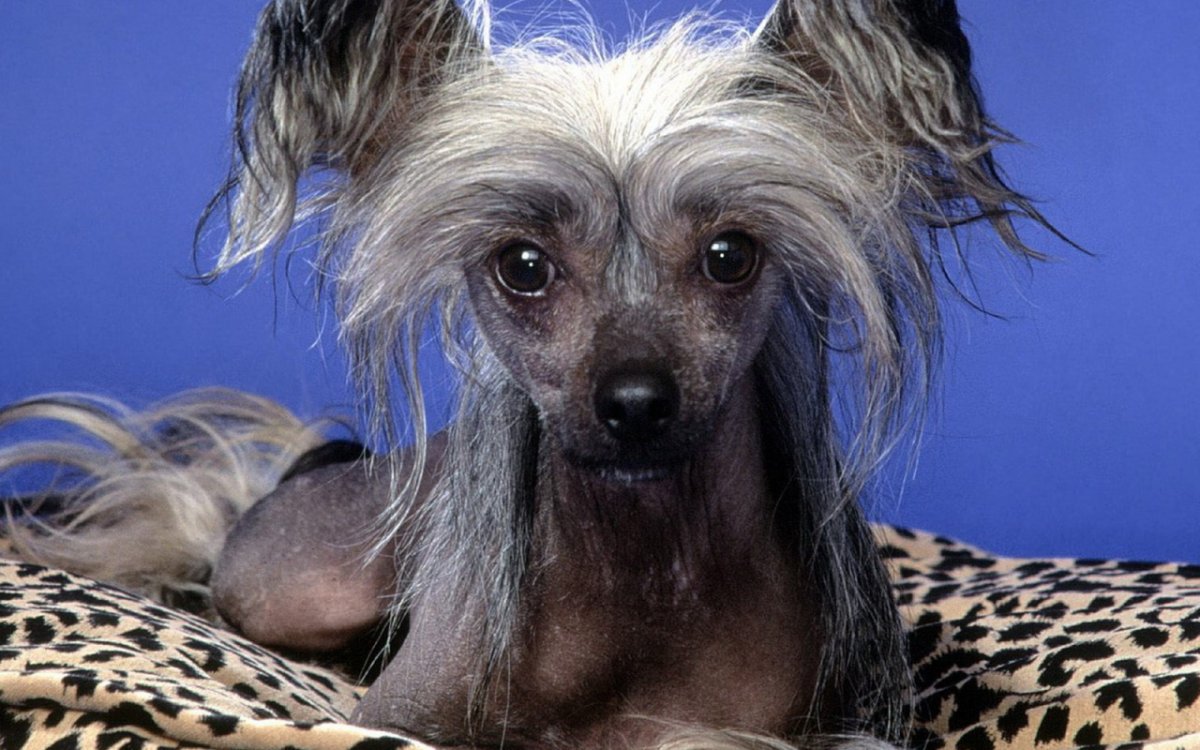 Ксолоитцкуинтли Анубис