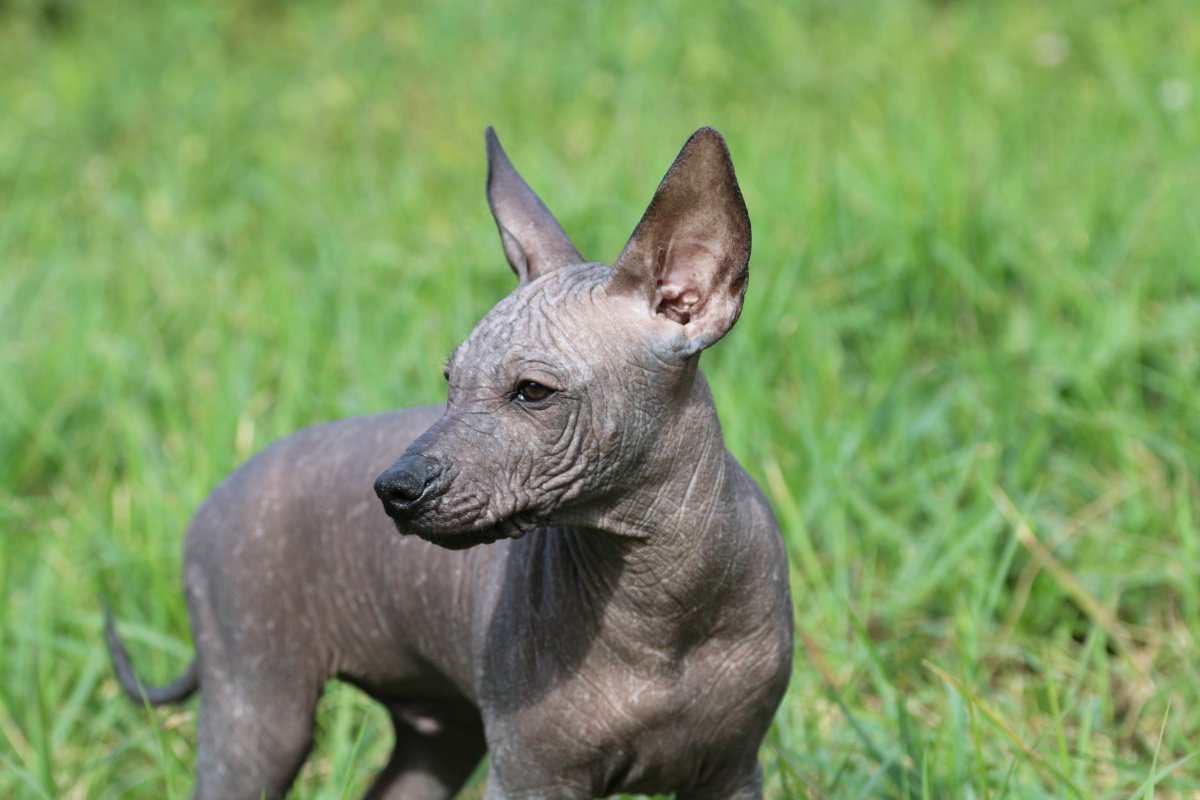 Перуанская Орхидея инков