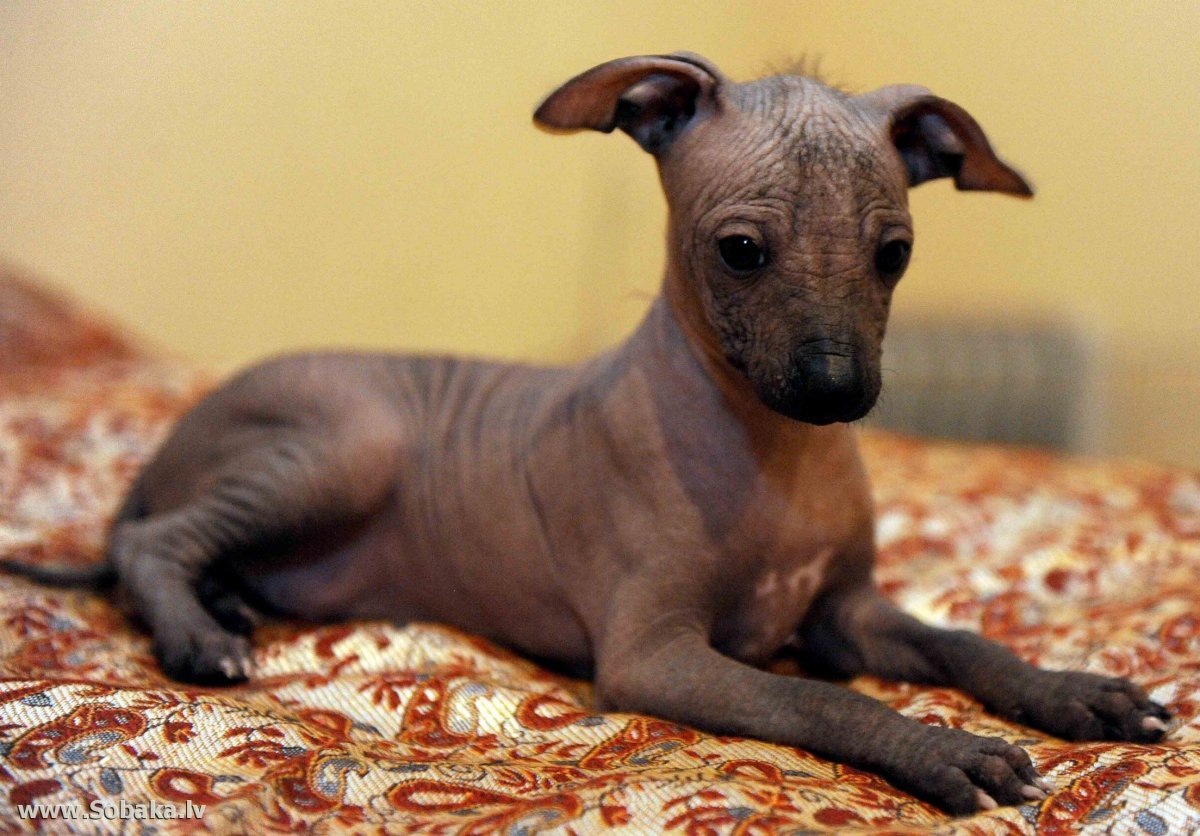 Перуанская Орхидея ИНКО