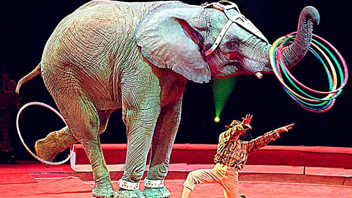 Scena цирк животный маймуни