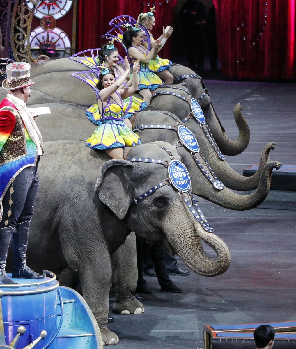 Слоны в цирке