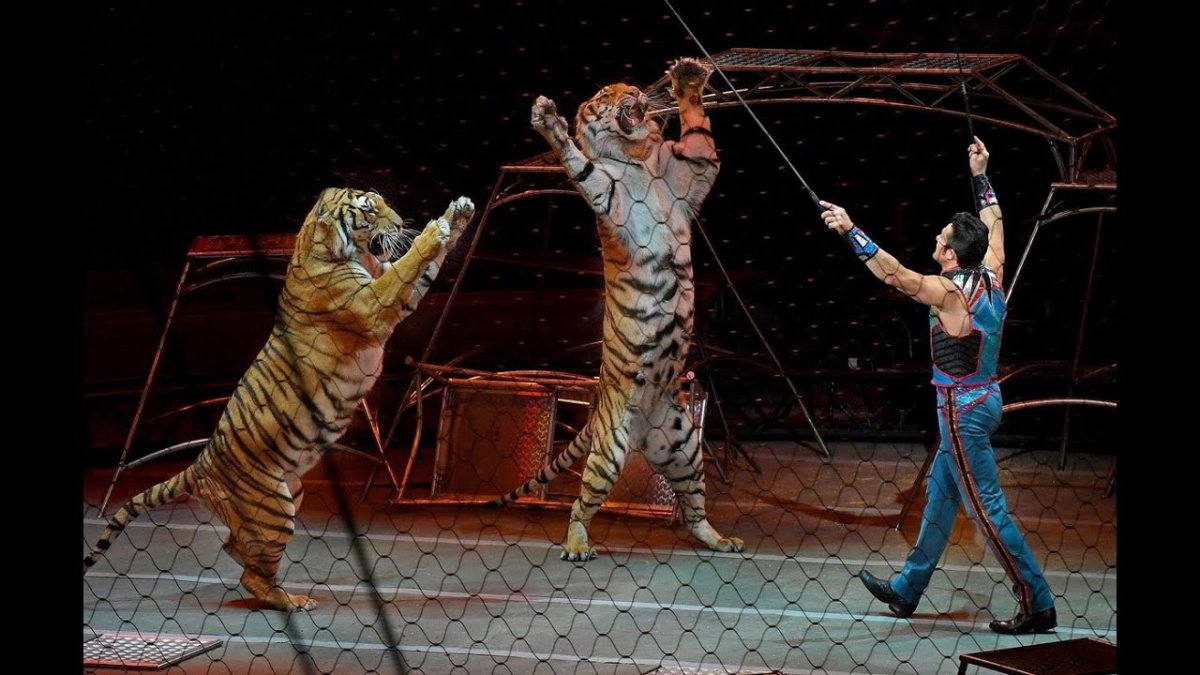 Цирк шапито клоун