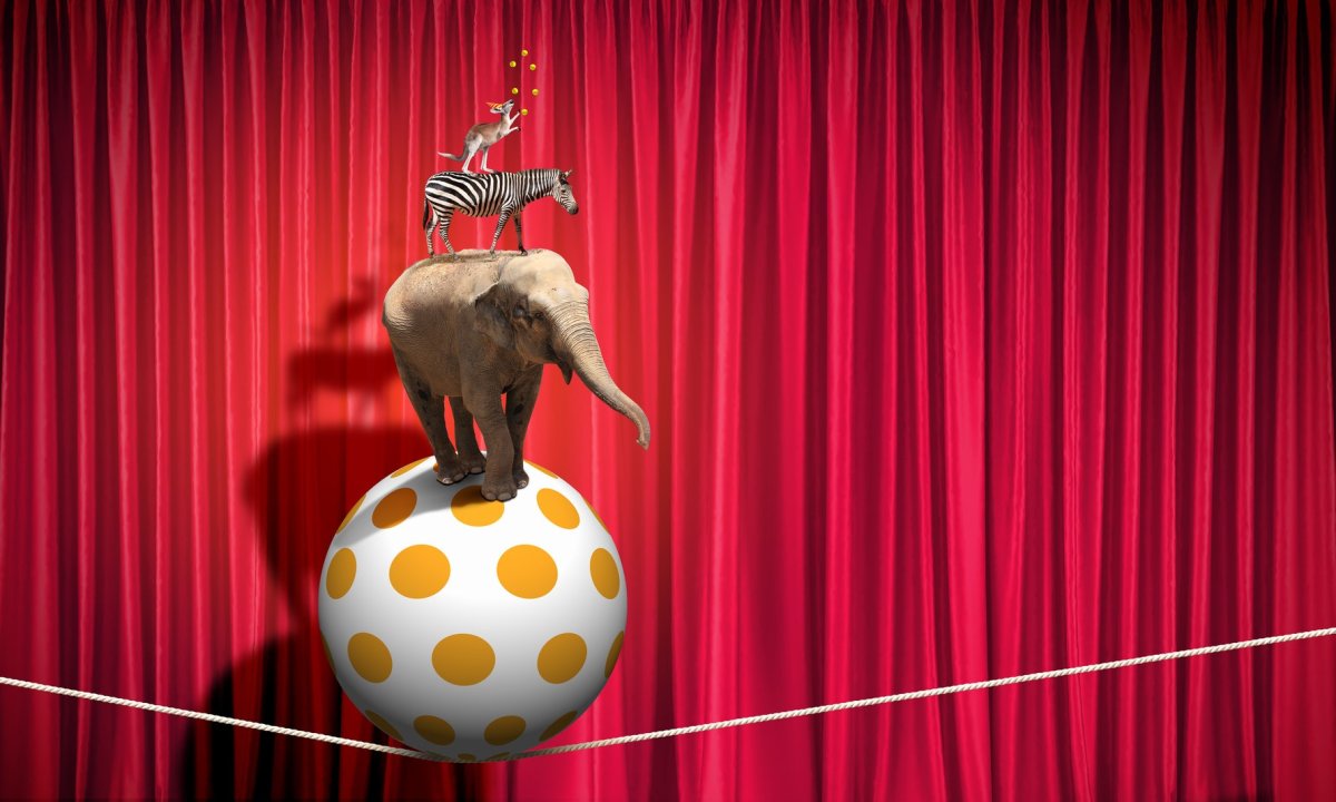 Животные балансирование в цирке