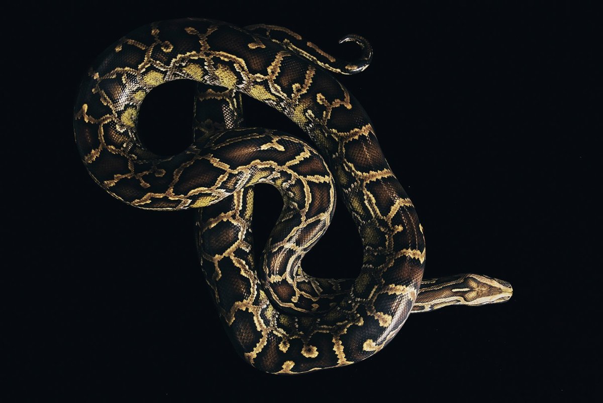 Шоу со змеями