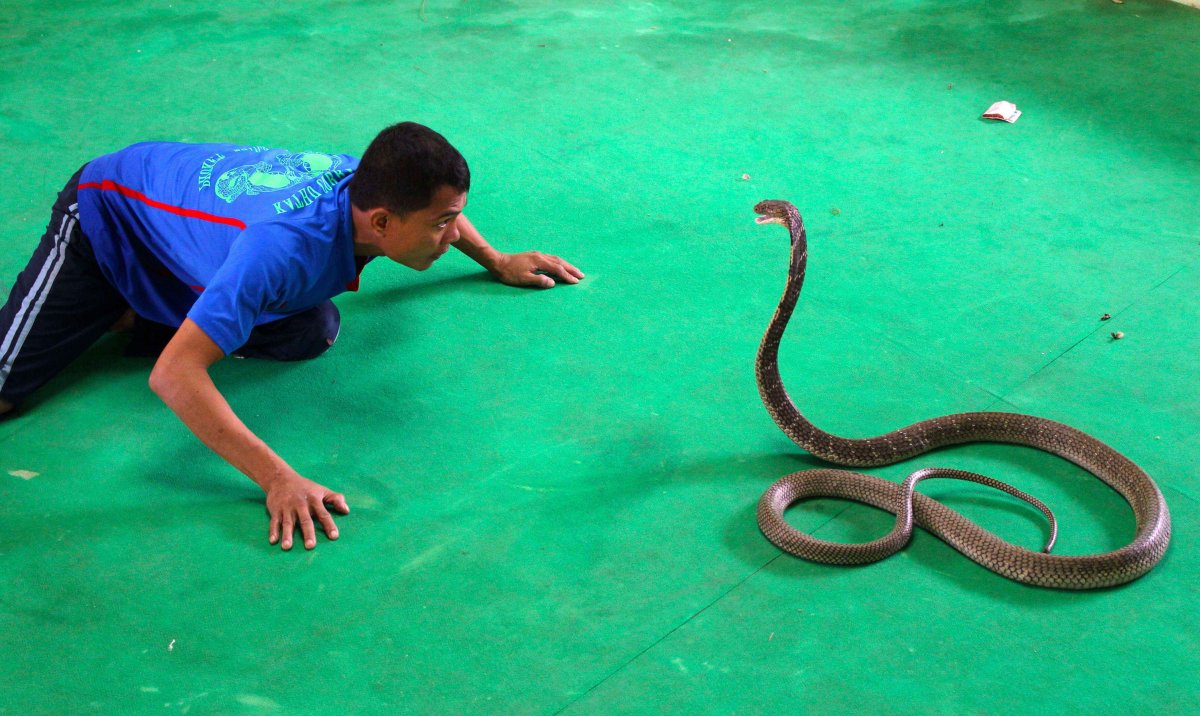 Змеиная ферма Тайланд Паттайя