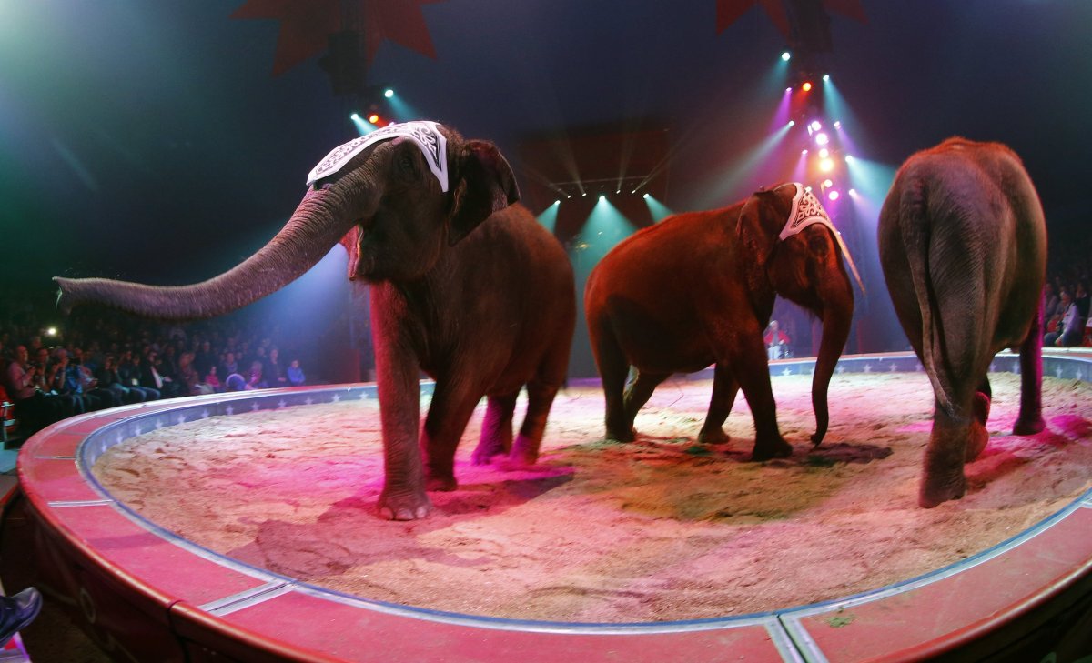 Королевская Кобра кошка