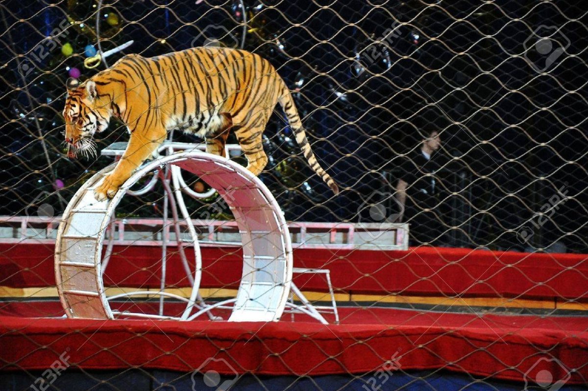 Тигр прыгает через огненное кольцо