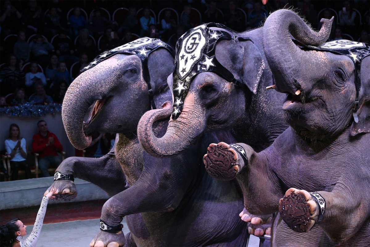 Цирк с африканскими слонами