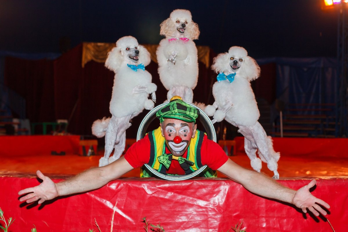 Сергей Нестеров дрессировщик