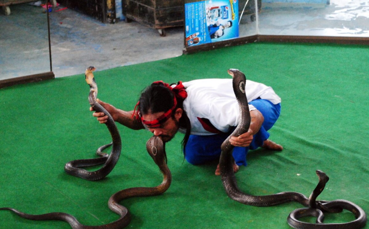 Змеиная ферма в Паттайе