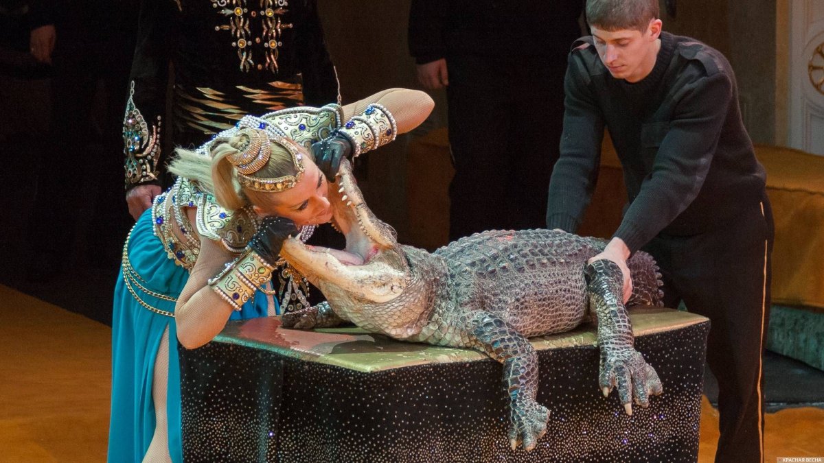 Цирковой крокодил