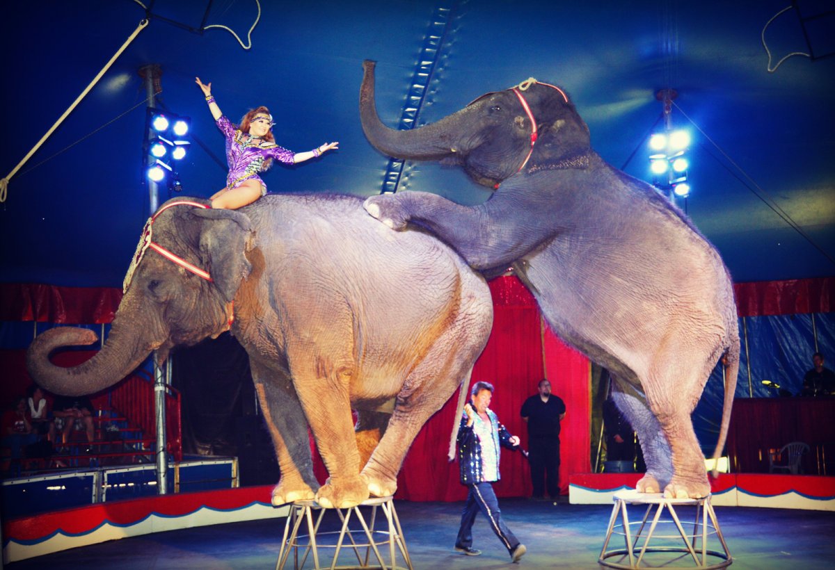 Лучистая змея Xenopeltis Unicolor