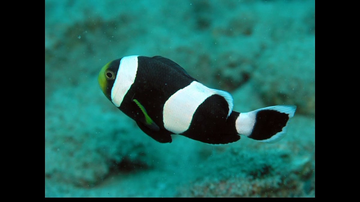 Рыба клоун фото на белом фоне