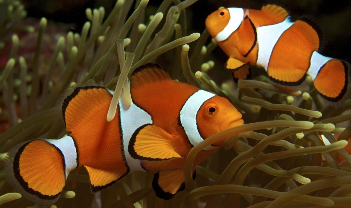 Немо рыбка аквариумная