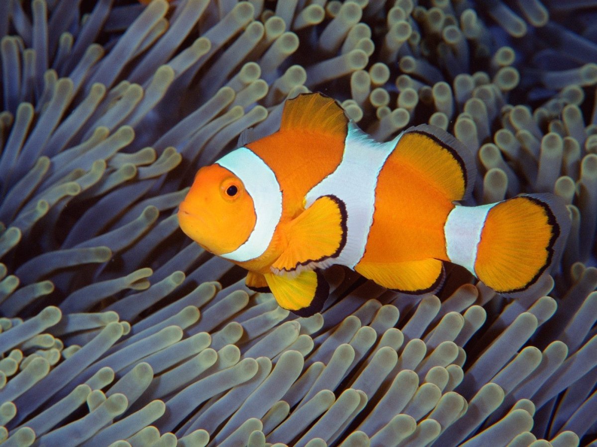 Amphiprion ocellaris