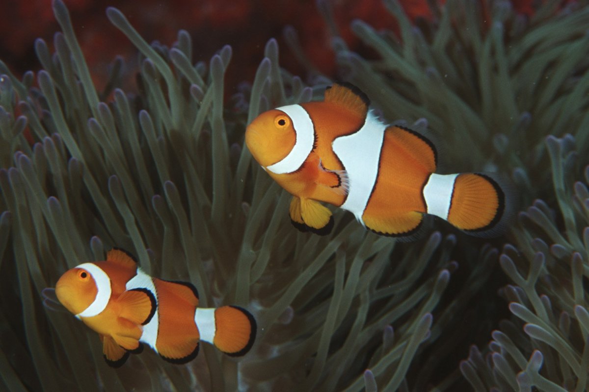 Рыба клоун оцеллярис