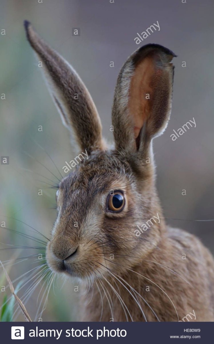 Портрет зайца