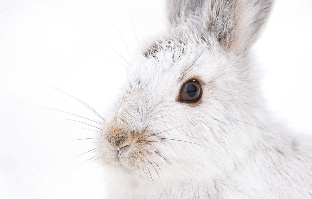 Беляк морда