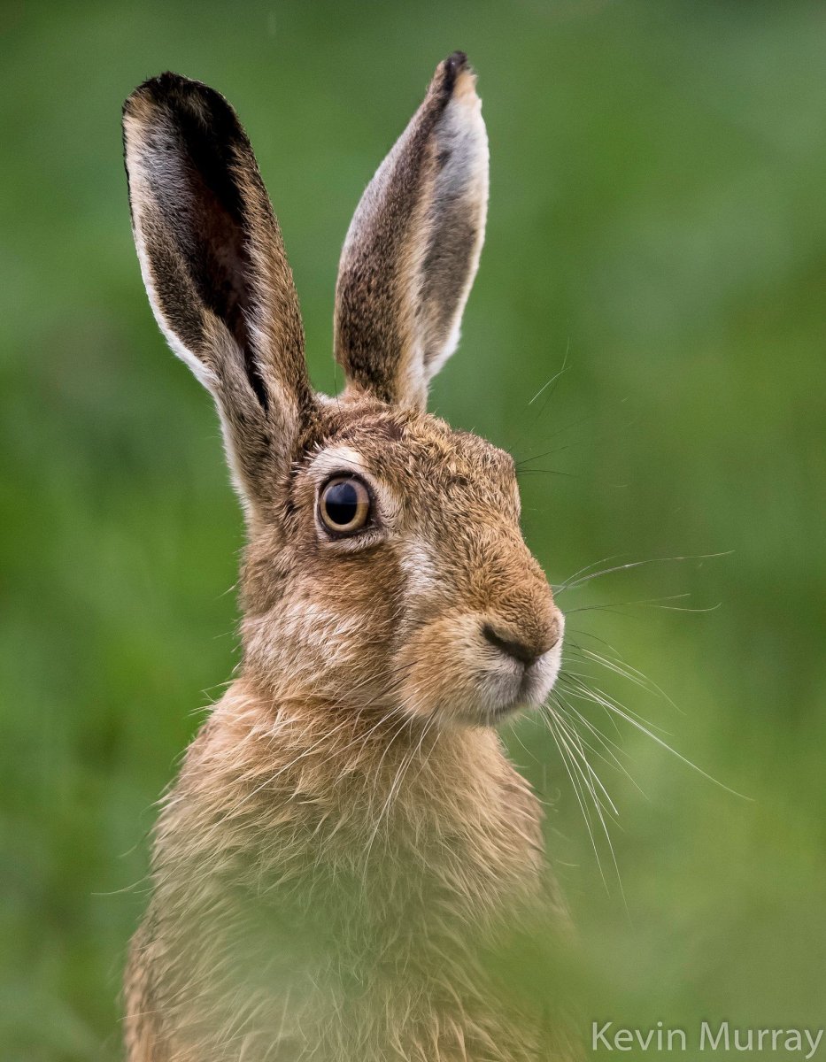 Заяц Русак анфас