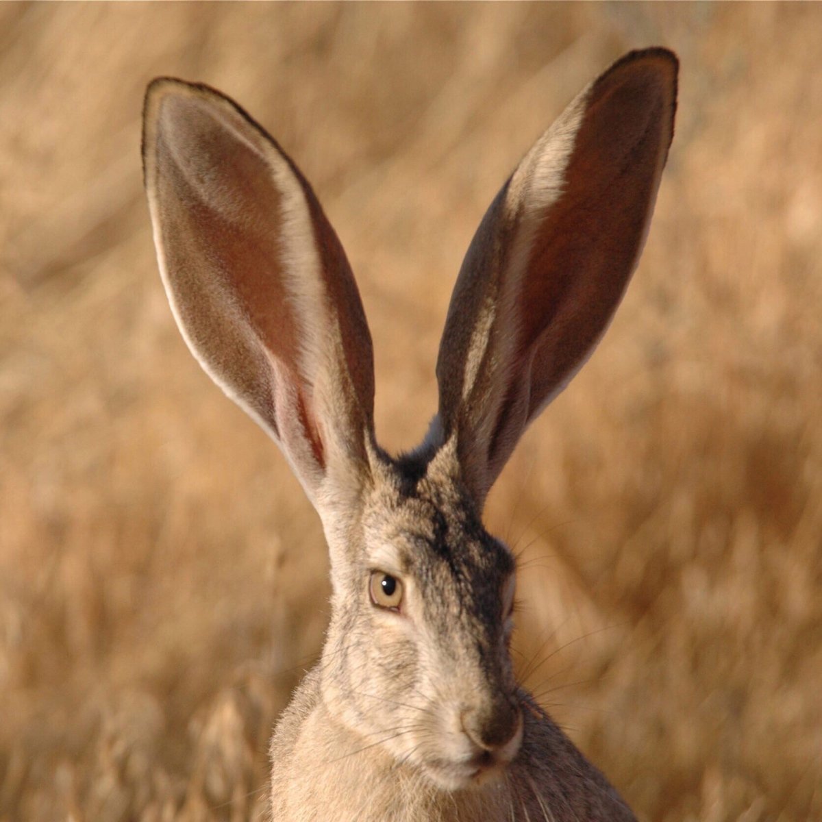 Чернохвостый калифорнийский заяц