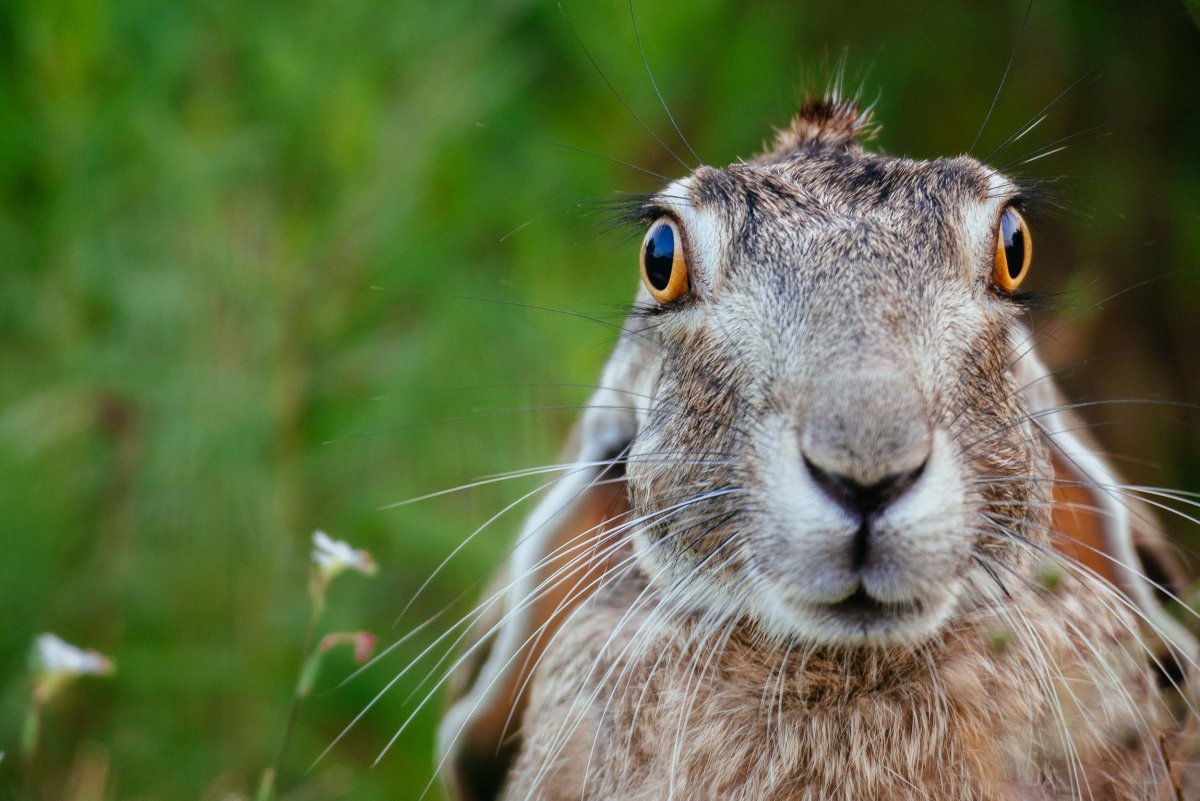 Бодрый кролик