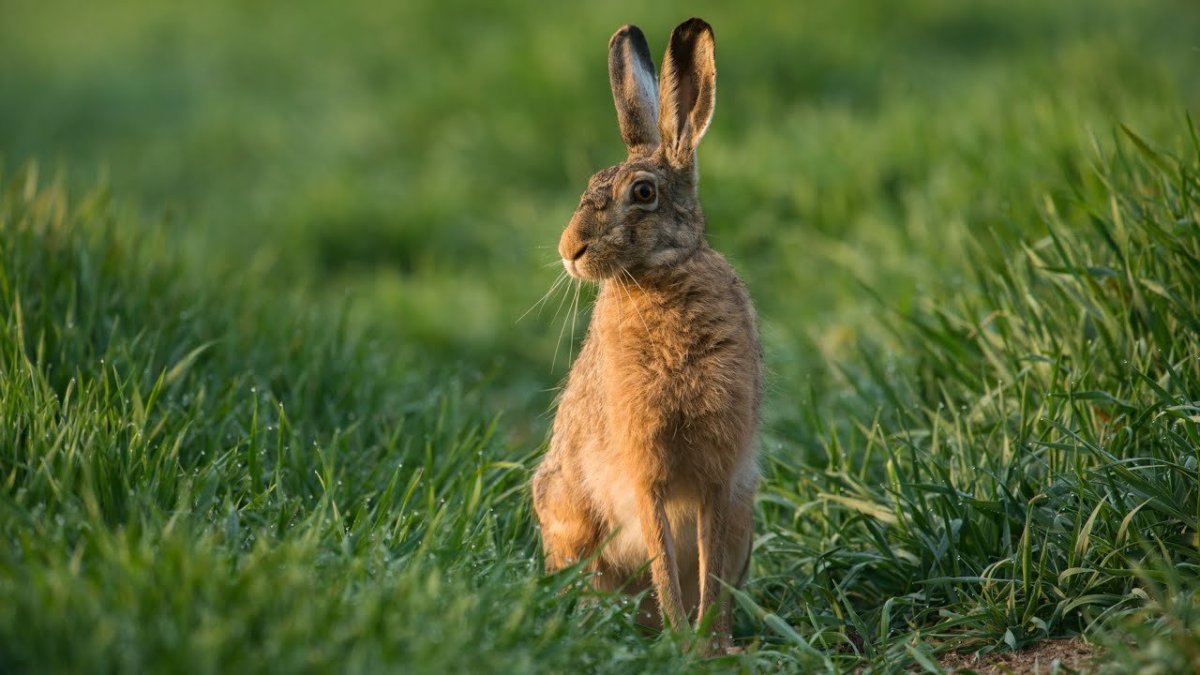 Донской заяц