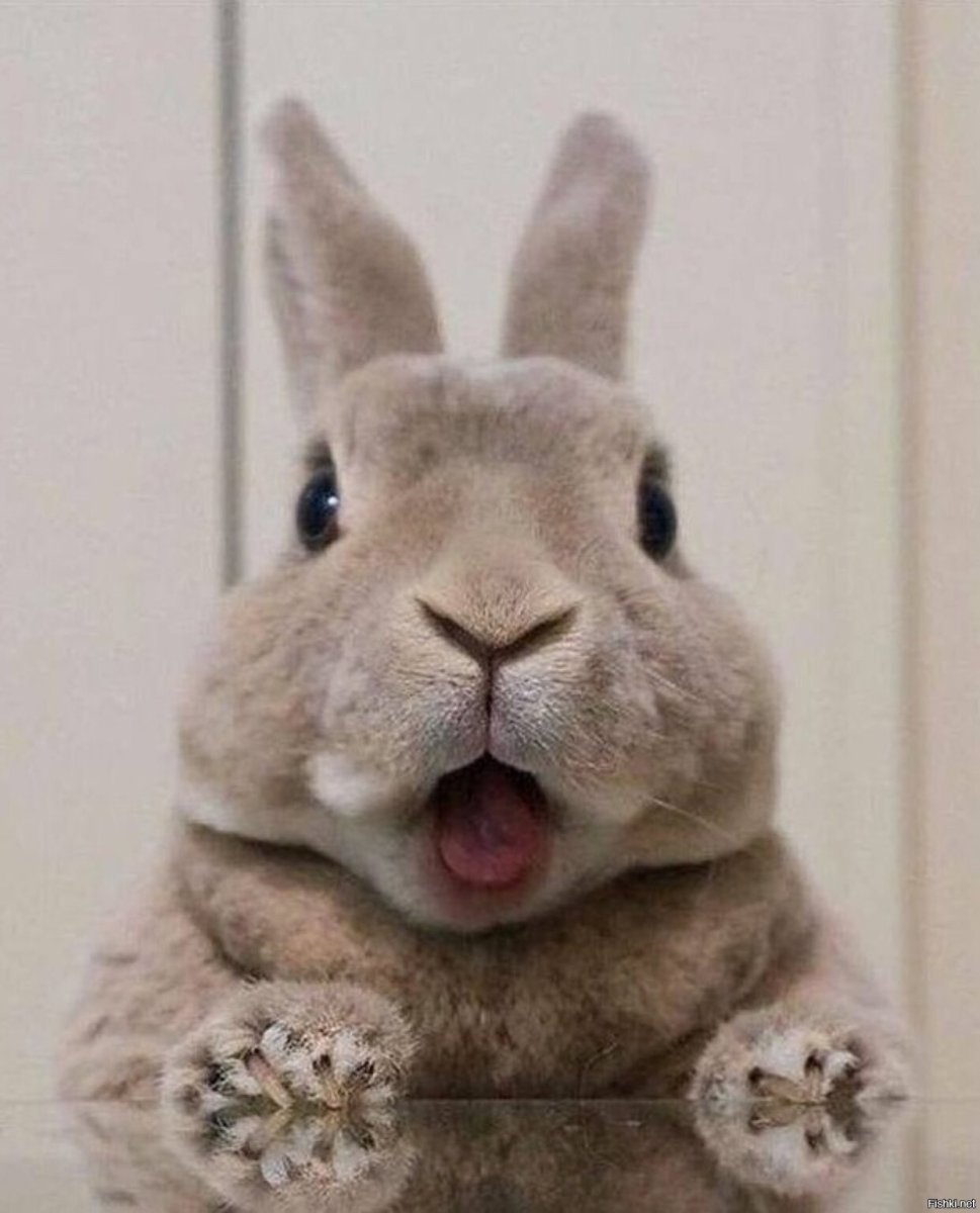 Злой кролик