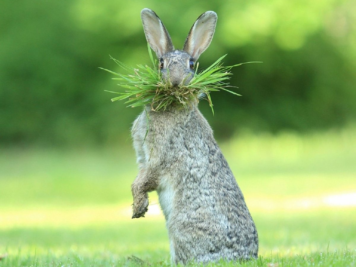 Смешной заяц