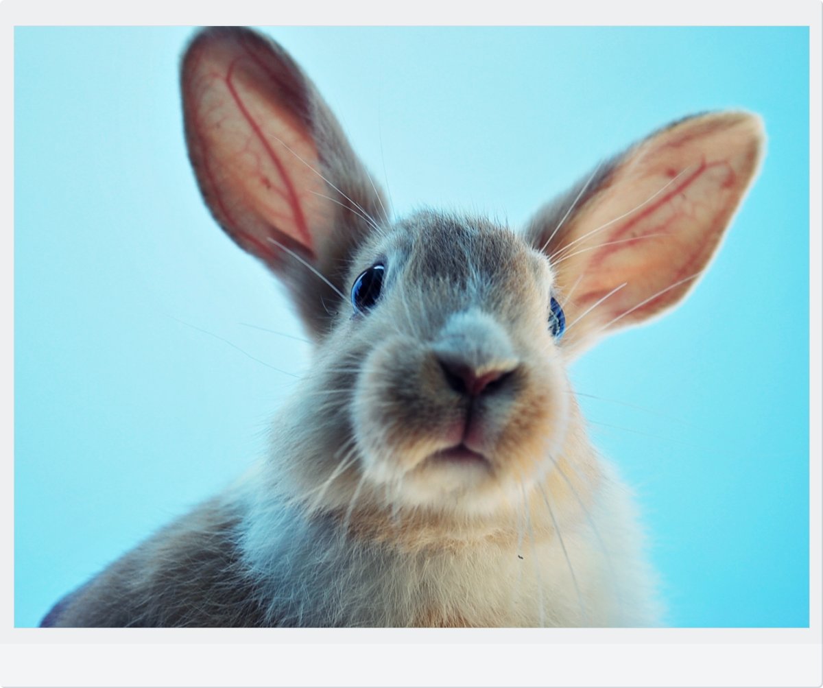 Ушастый заяц