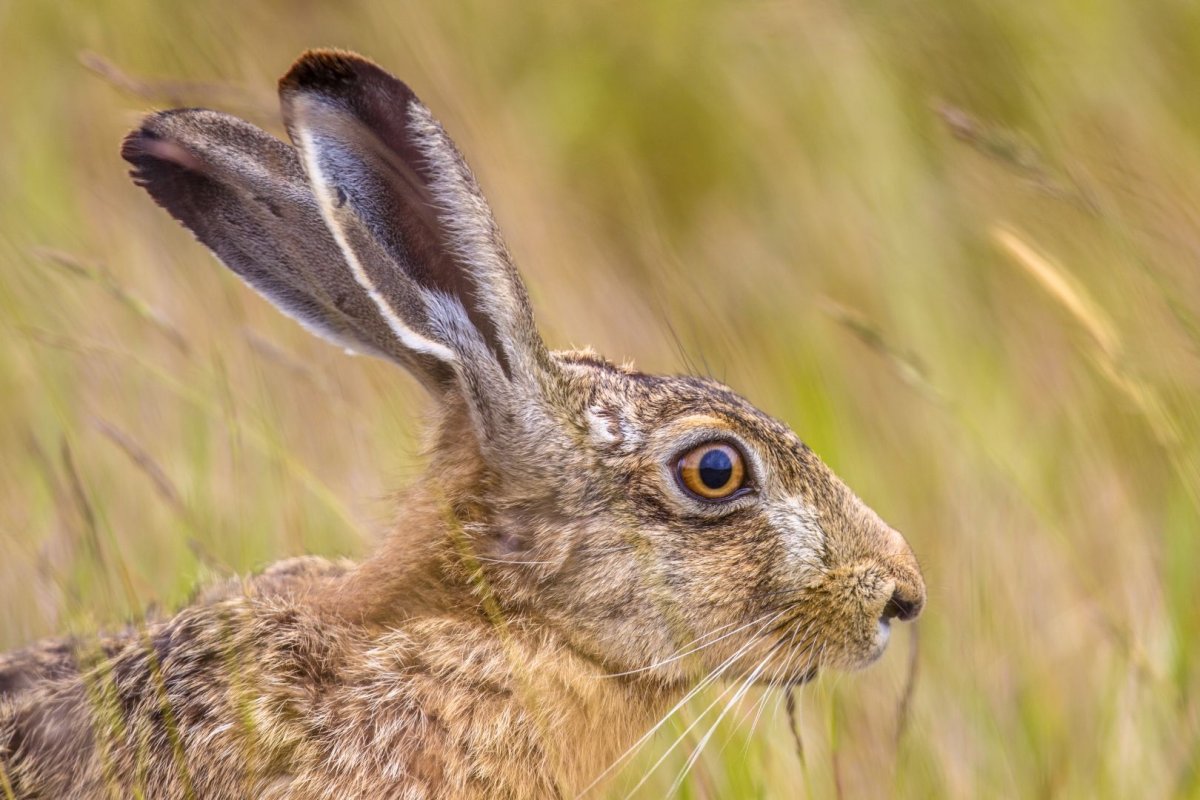 Морда зайца в профиль