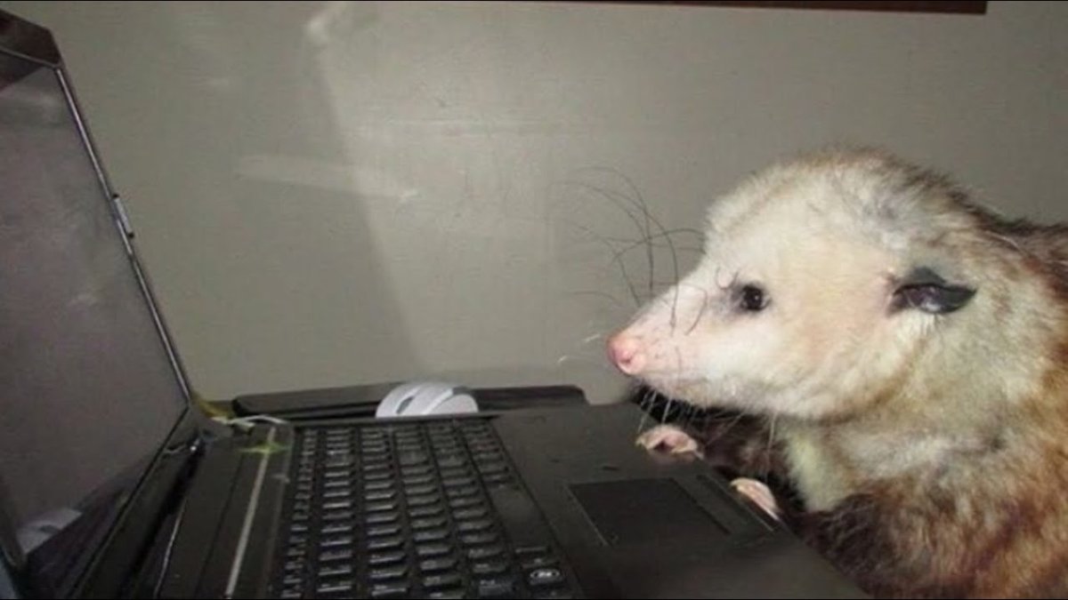 Смешные опоссумы демотиваторы