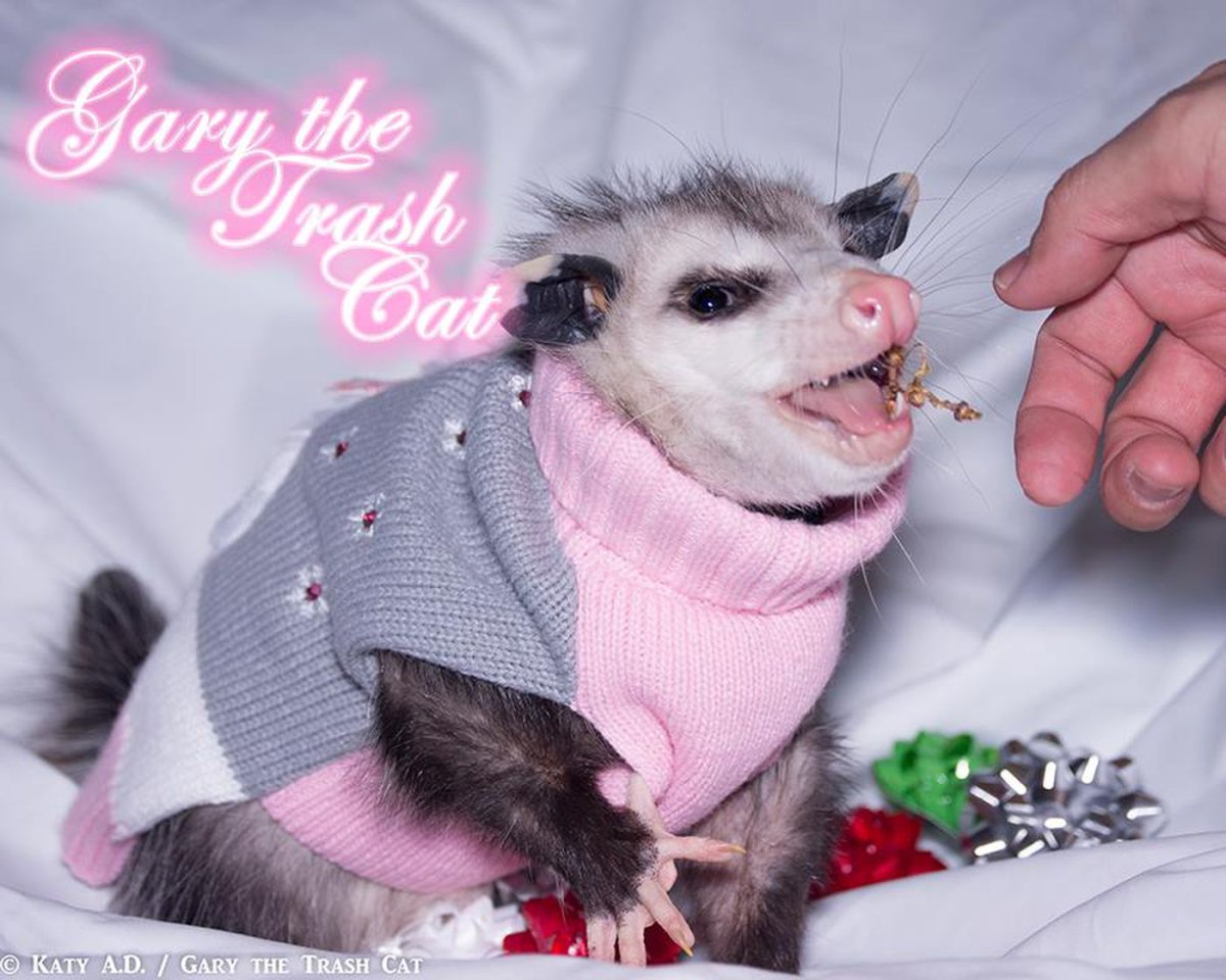 Опоссум в костюмчике