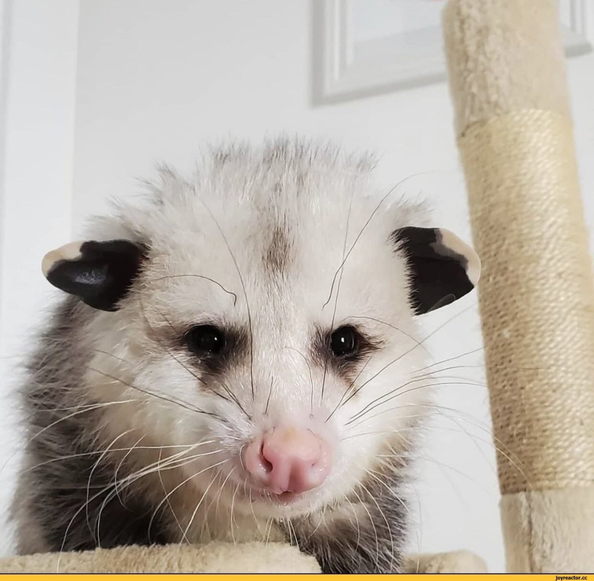 Опоссум Хизер