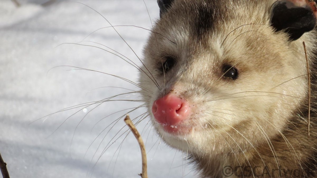 Опоссум зима