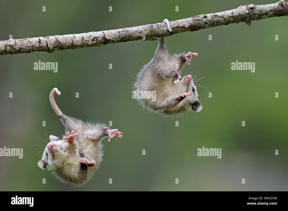 Опоссум на ветке