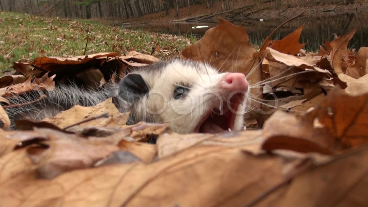 Опоссум бежит орет