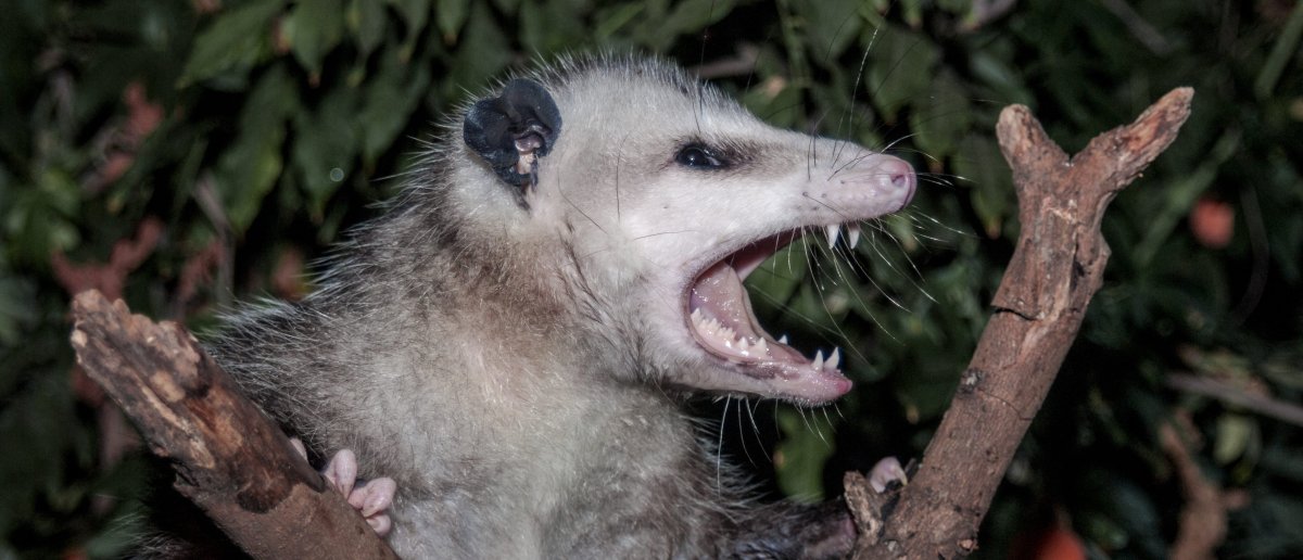 Опоссум паника