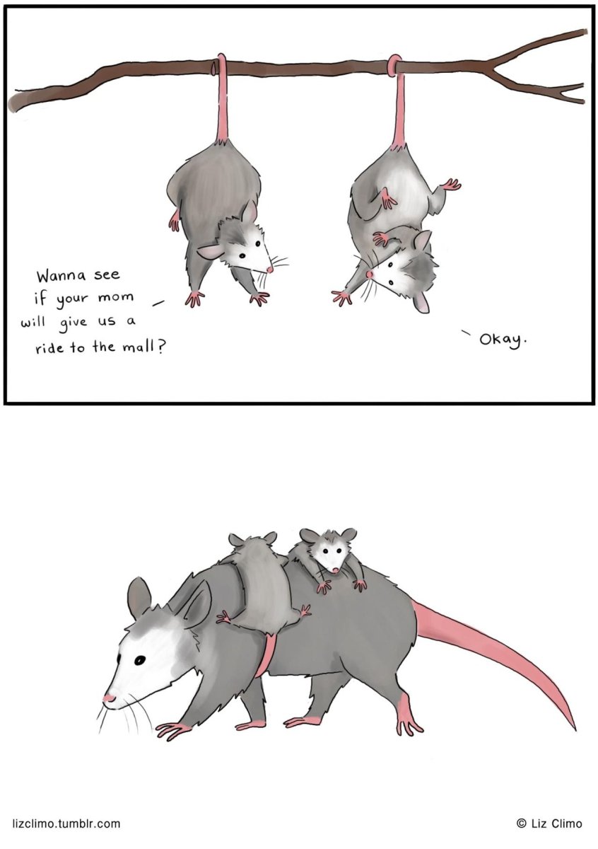 ХСС Мем опоссум