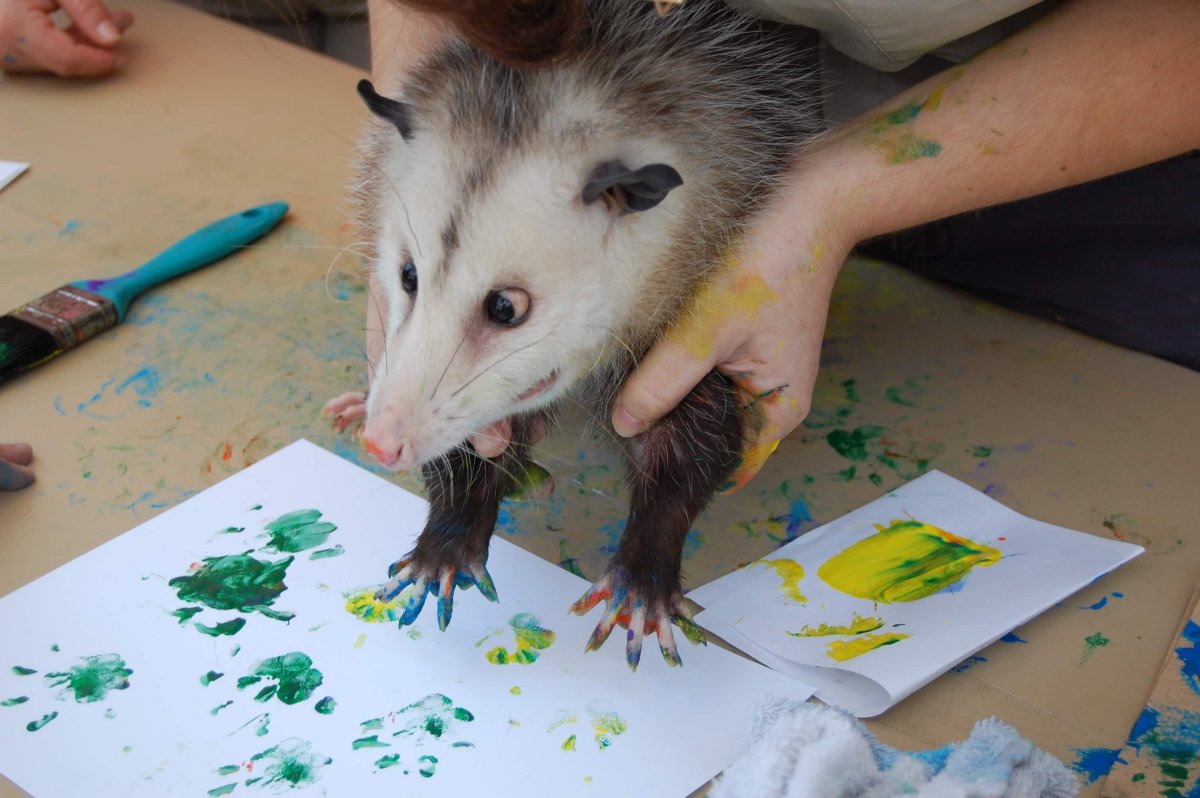 Мемы с опоссумами