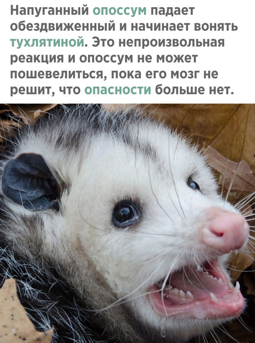 Звуки паники опоссум