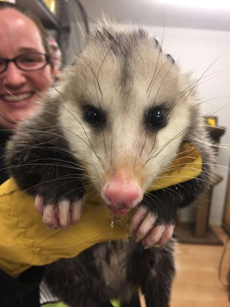 Камбербэтч опоссум