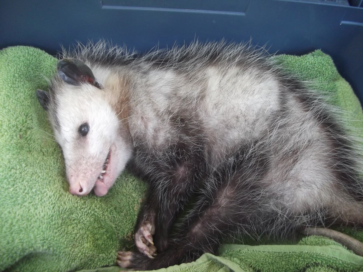 Опоссум принцесса