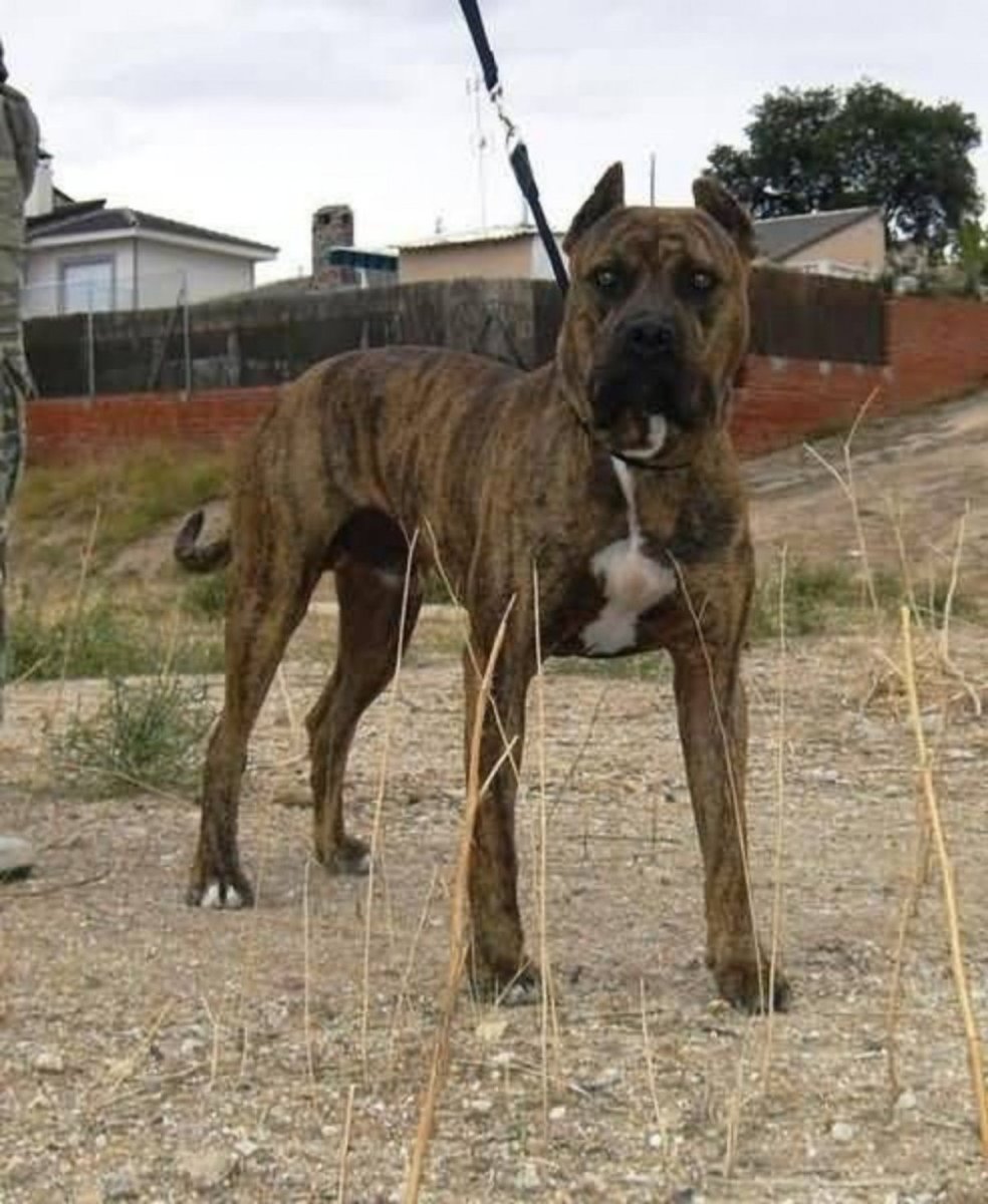 Испанский бульдог алано