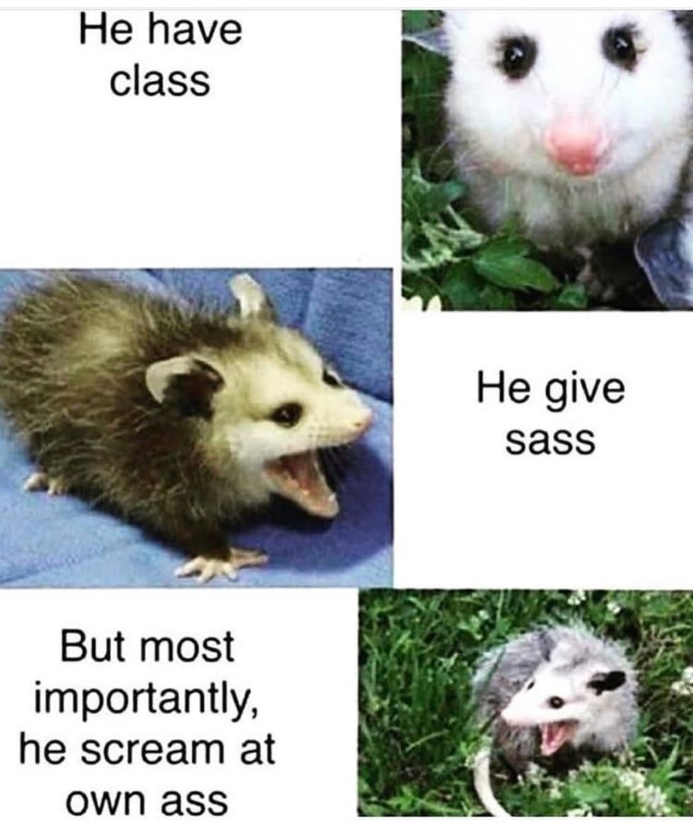 Опоссум орет Мем