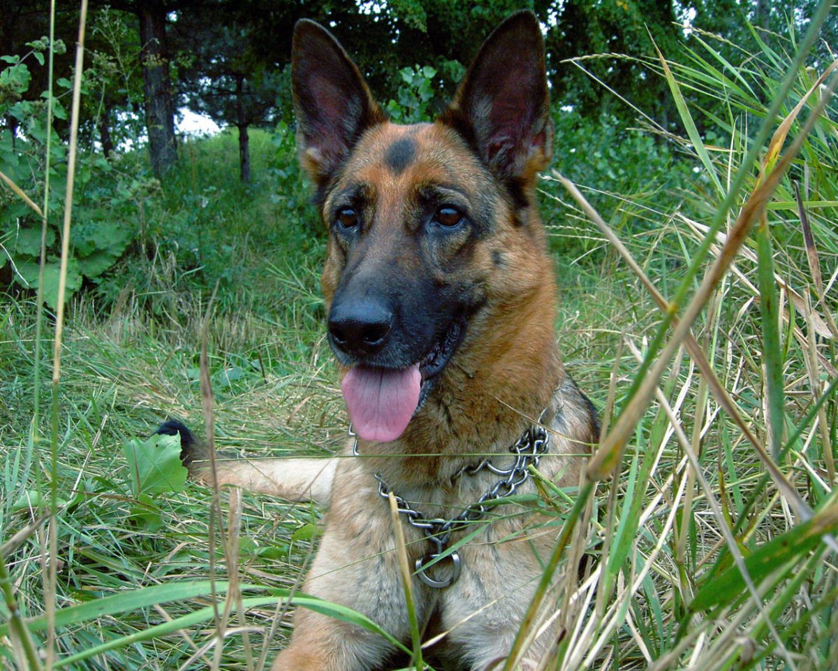 Алано Эспаньол собака