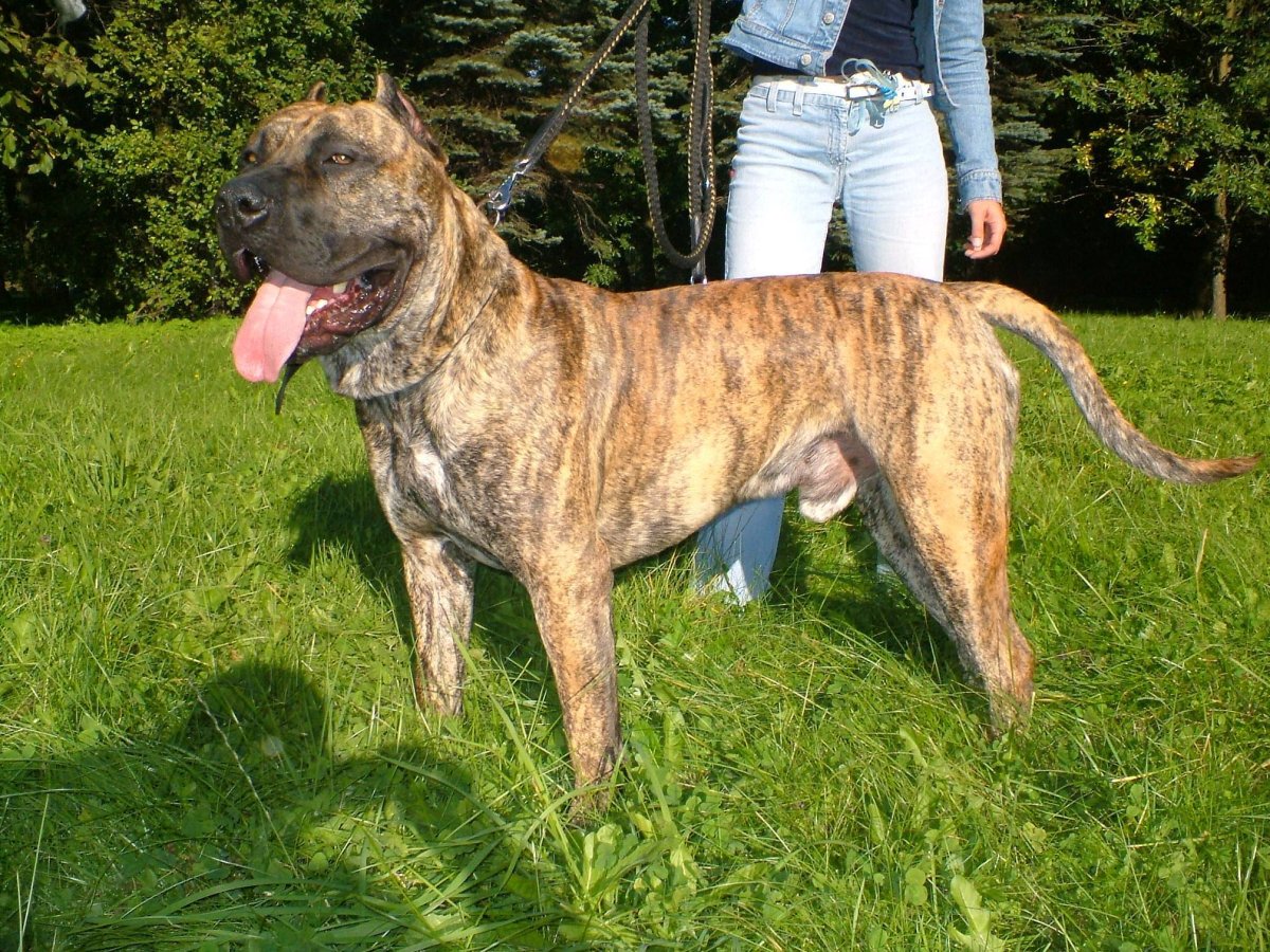 Сутулая овчарка