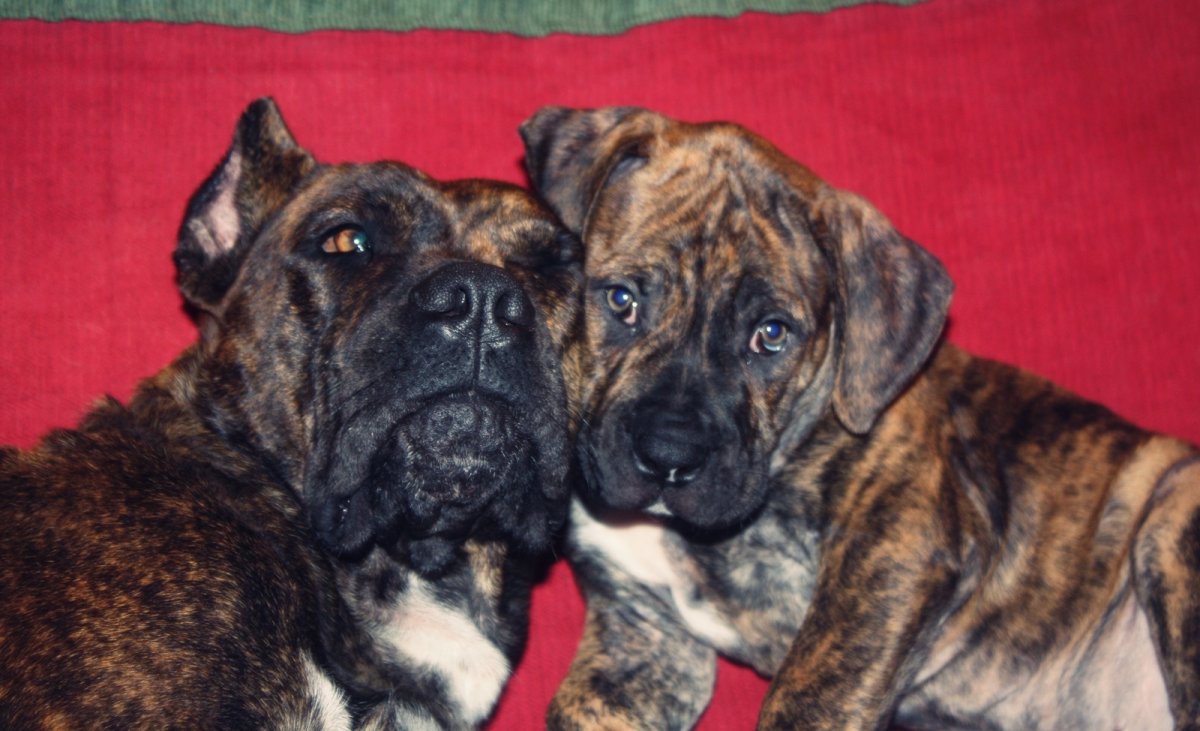 Аланская овчарка